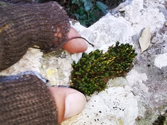 Ptychomitrium serratum