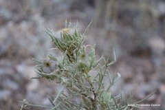 Cirsium odontolepis
