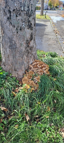 Honiggelber Hallimasch