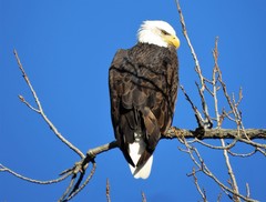 Haliaeetus leucocephalus