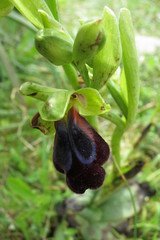 Ophrys fusca iricolor