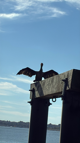 Double-crested Cormorant