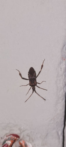 Amerikanische Kiefernwanze