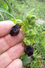 Ophrys fusca iricolor