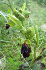 Ophrys fusca iricolor