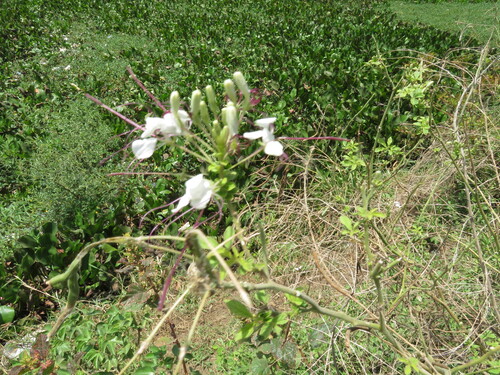 Cleoserrata speciosa observed 2019-08-05
