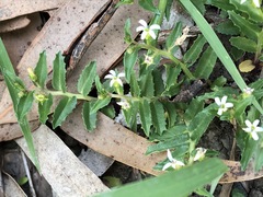 Lobelia concolor