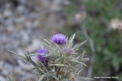 Cirsium odontolepis