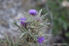 Cirsium odontolepis