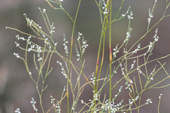 Polygonella gracilis