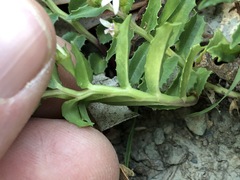 Lobelia concolor