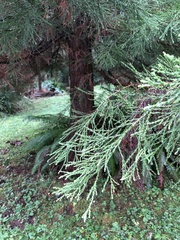 Sequoiadendron