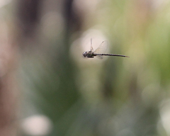 Triacanthagyna trifida