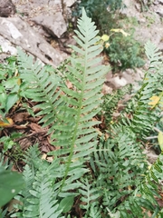 Polypodium plesiosorum