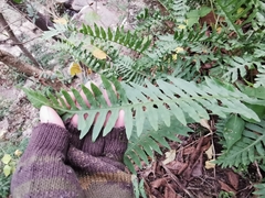 Polypodium plesiosorum