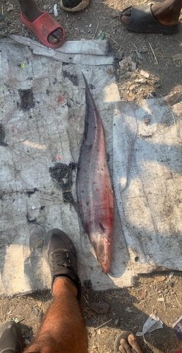 Aba (Gymnarchus niloticus) — Gymnarchidae