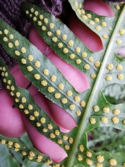 Polypodium plesiosorum