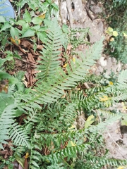 Polypodium plesiosorum
