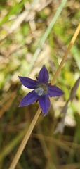 Wahlenbergia violacea