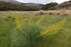 Aciphylla glaucescens