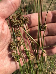 Juncus usitatus
