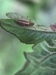 Macrosiphum euphorbiae