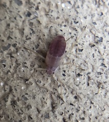 Macrosiphum euphorbiae