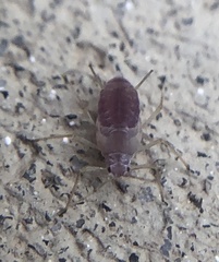 Macrosiphum euphorbiae