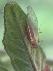 Macrosiphum euphorbiae