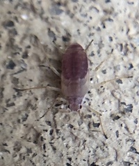 Macrosiphum euphorbiae
