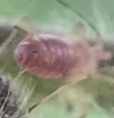 Macrosiphum euphorbiae