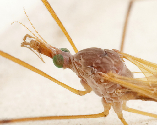 Unknown species found near Georgia, US
