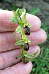 Ophrys sphegodes cretensis
