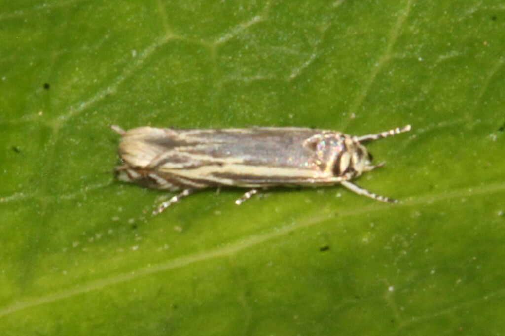 Polyhymno cleodorella