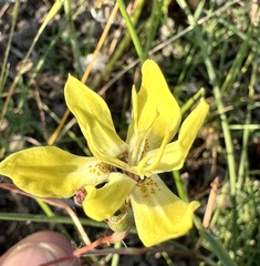 Moraea bituminosa, photograph (c) Deon van Eeden, some rights reserved (CC BY-SA)