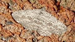 Psilosticha absorpta