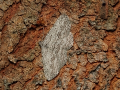 Psilosticha absorpta