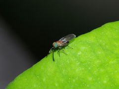 Anagyrini