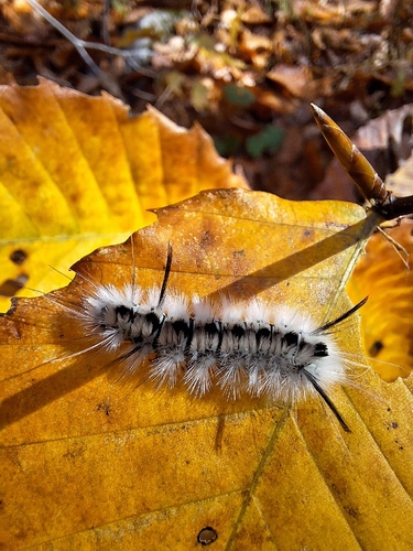 Hickory Tussock Moth, Goshen, VT, USA, photo 6 of 10