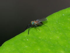 Anagyrini