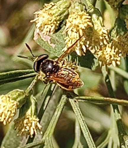 Unknown species found near Denham Springs, LA, USA