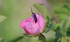 Pyractonema nigripennis