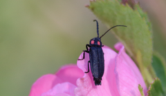 Pyractonema nigripennis