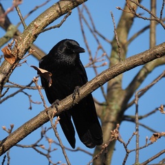 Corvus corone