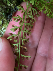 Asplenium dregeanum image