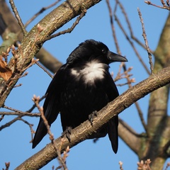 Corvus corone