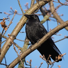 Corvus corone