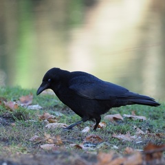 Corvus corone