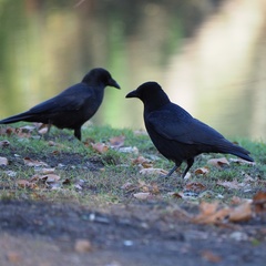 Corvus corone