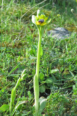 Ophrys lutea phryganae